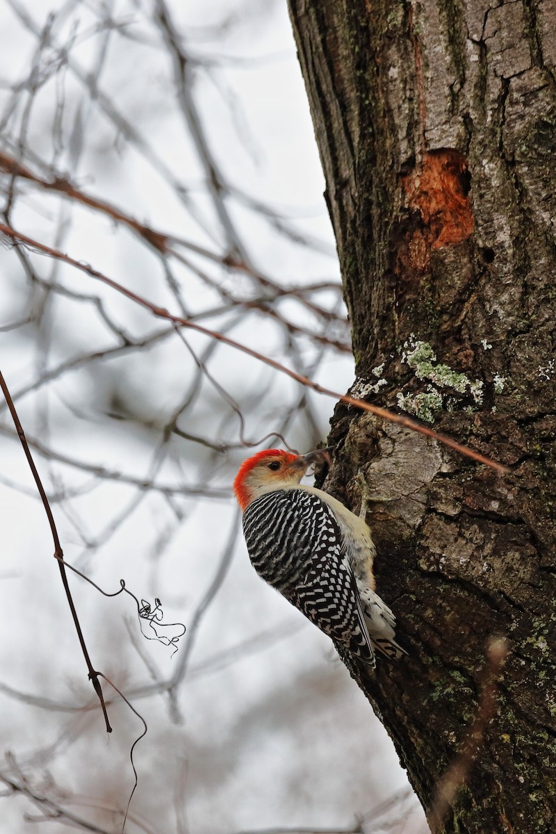 Red-bellied Woodpecker - ML616640746