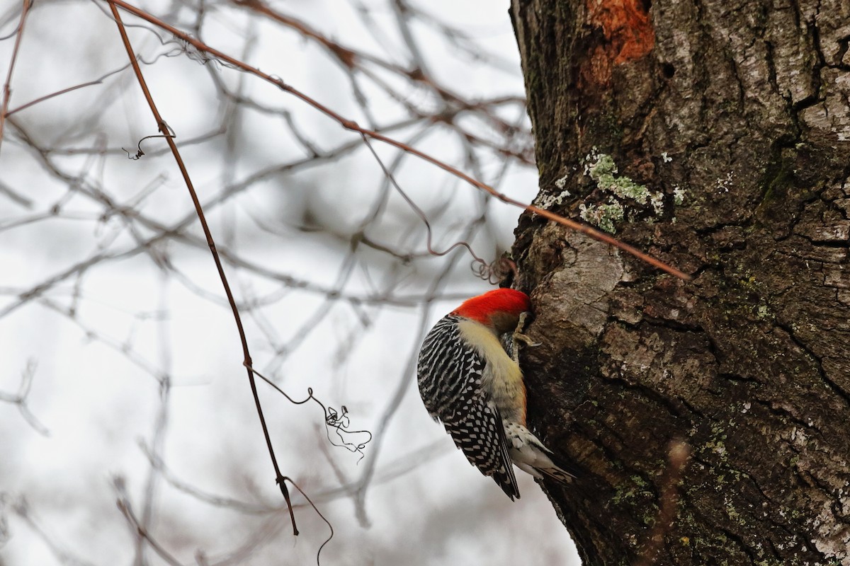 Red-bellied Woodpecker - ML616640747