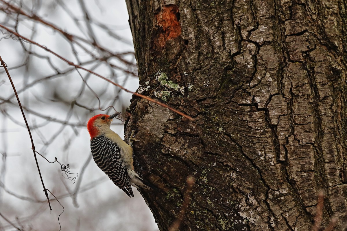 Red-bellied Woodpecker - ML616640748