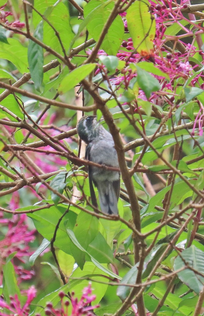 kolibřík skvrnkoprsý - ML616640886