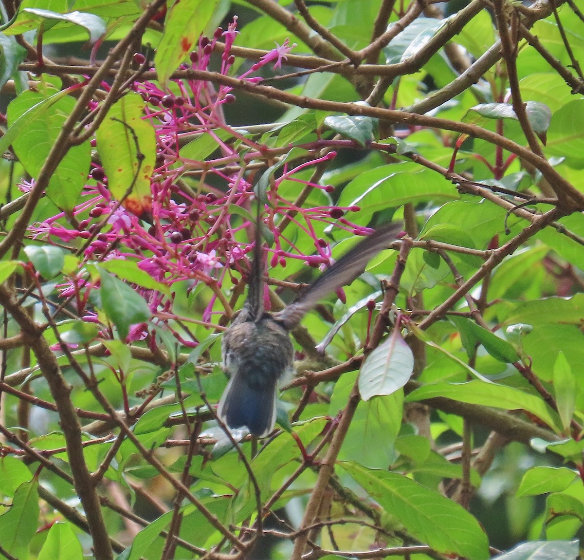 kolibřík skvrnkoprsý - ML616640888