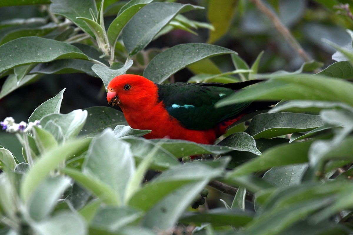 Australian King-Parrot - ML616640959