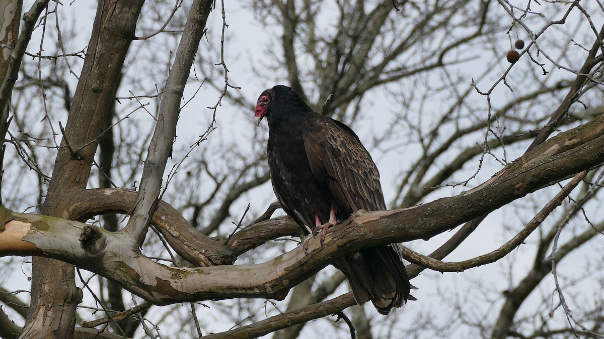 Turkey Vulture - ML616641010