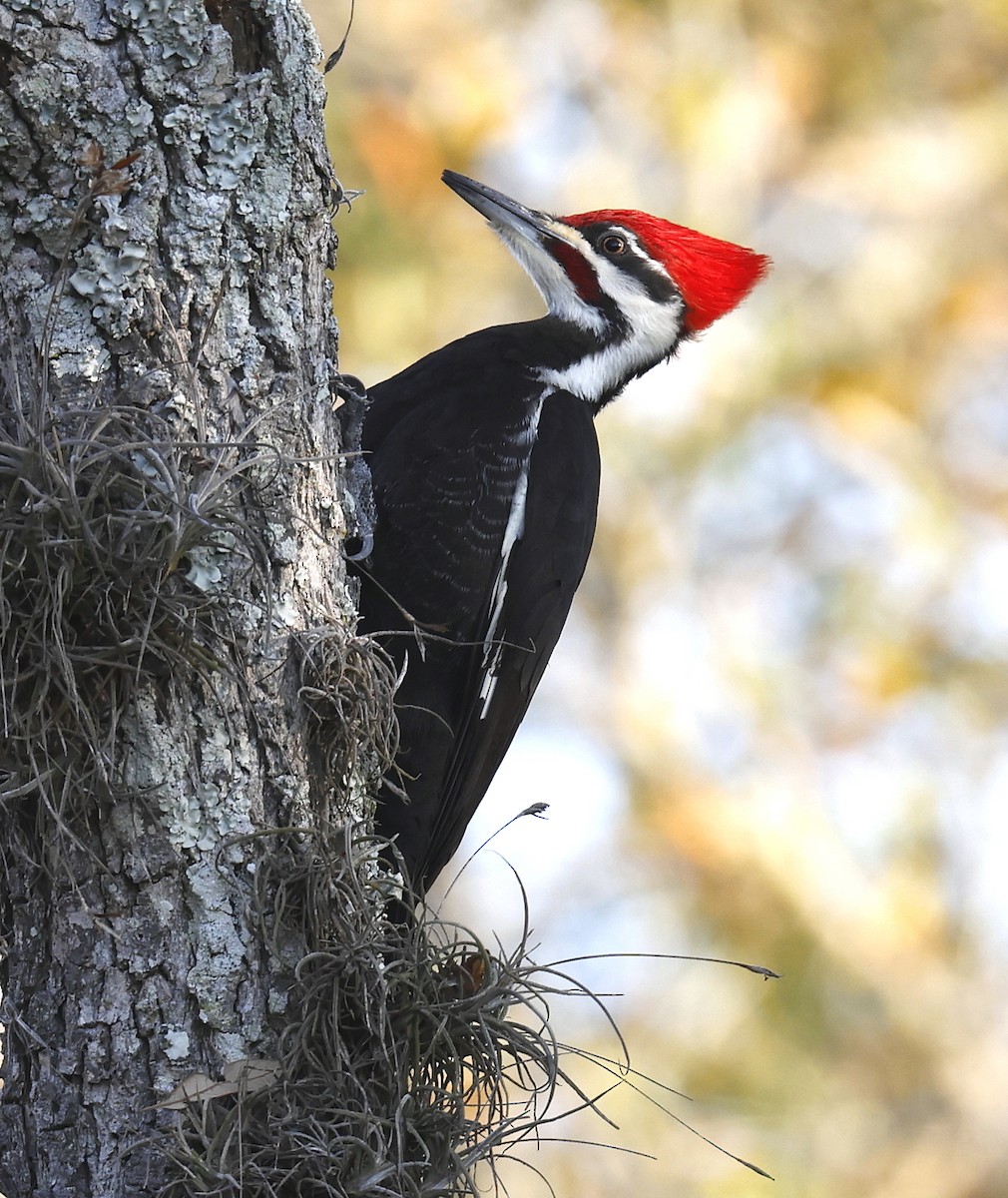 Pileated Woodpecker - ML616641015