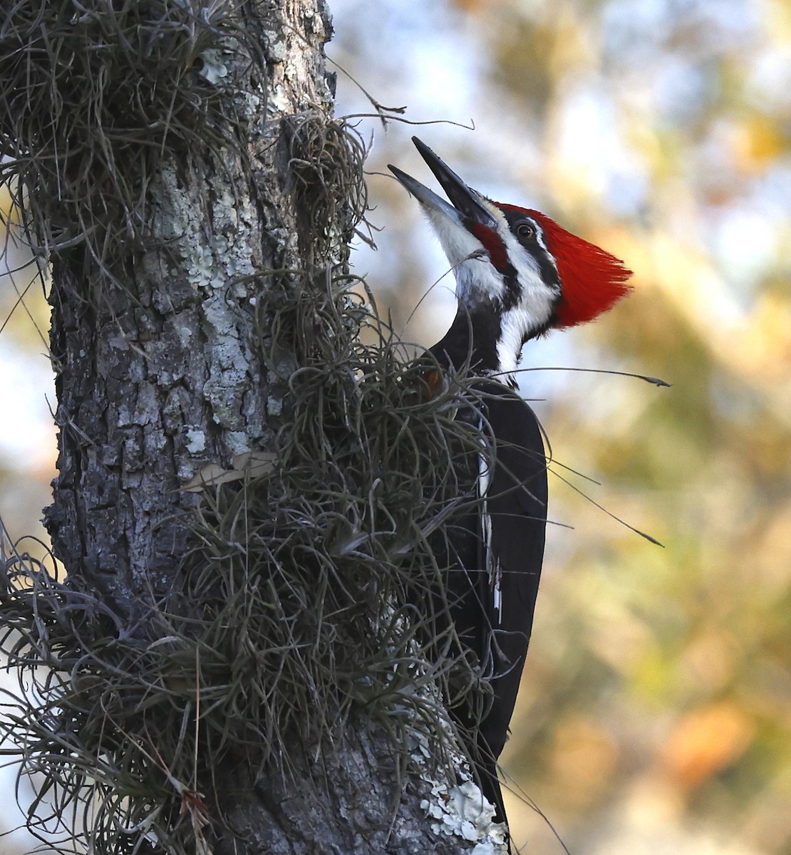 Pileated Woodpecker - Hal and Kirsten Snyder