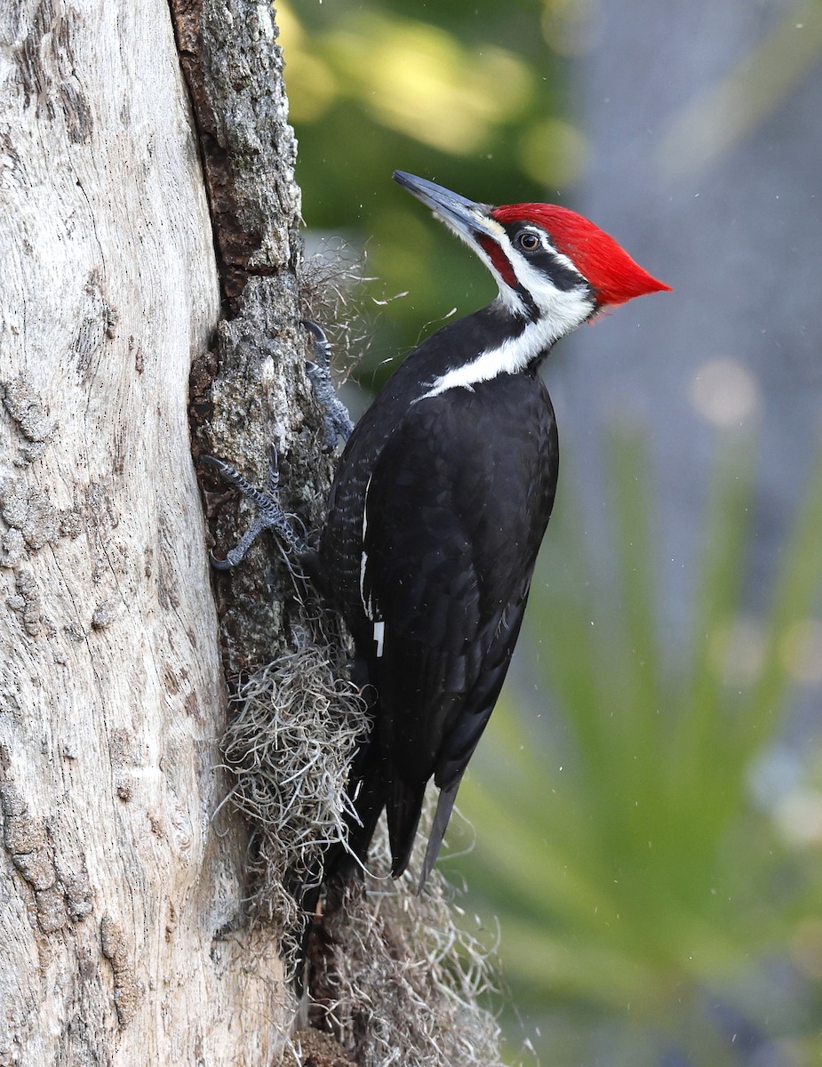 Pileated Woodpecker - ML616641017