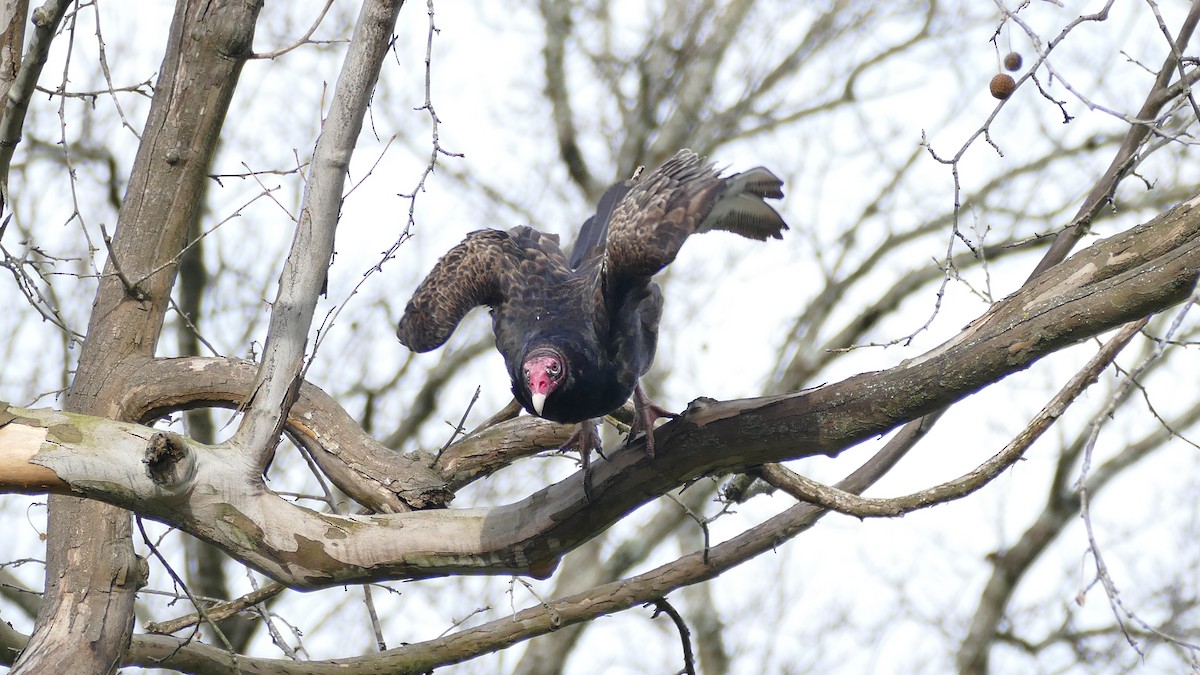 Turkey Vulture - Avery Fish