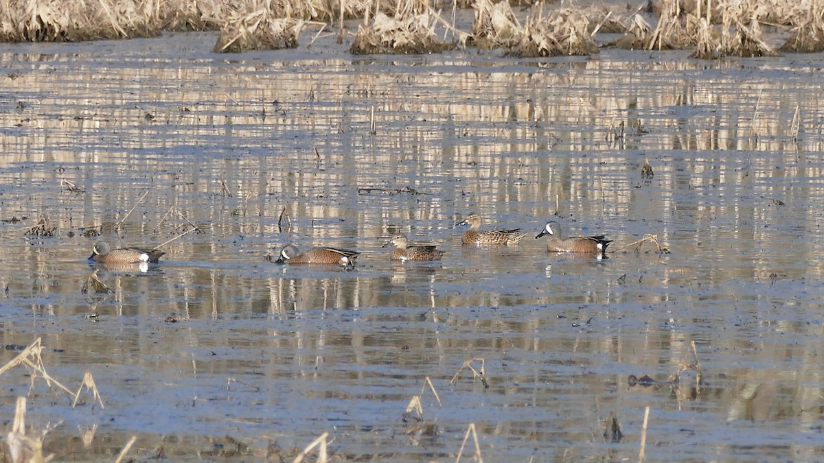 Blue-winged Teal - Avery Fish
