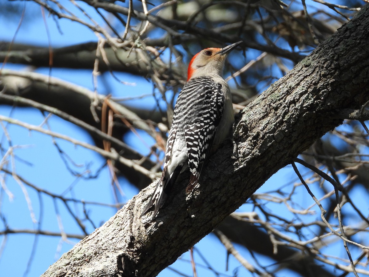 Red-bellied Woodpecker - ML616641093