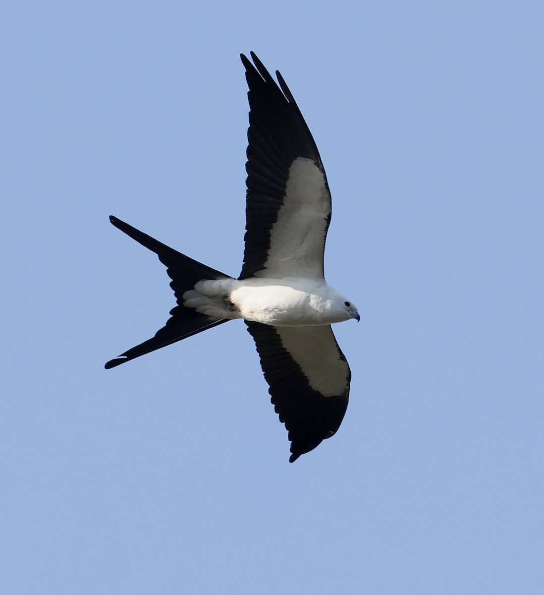 Swallow-tailed Kite - ML616641100