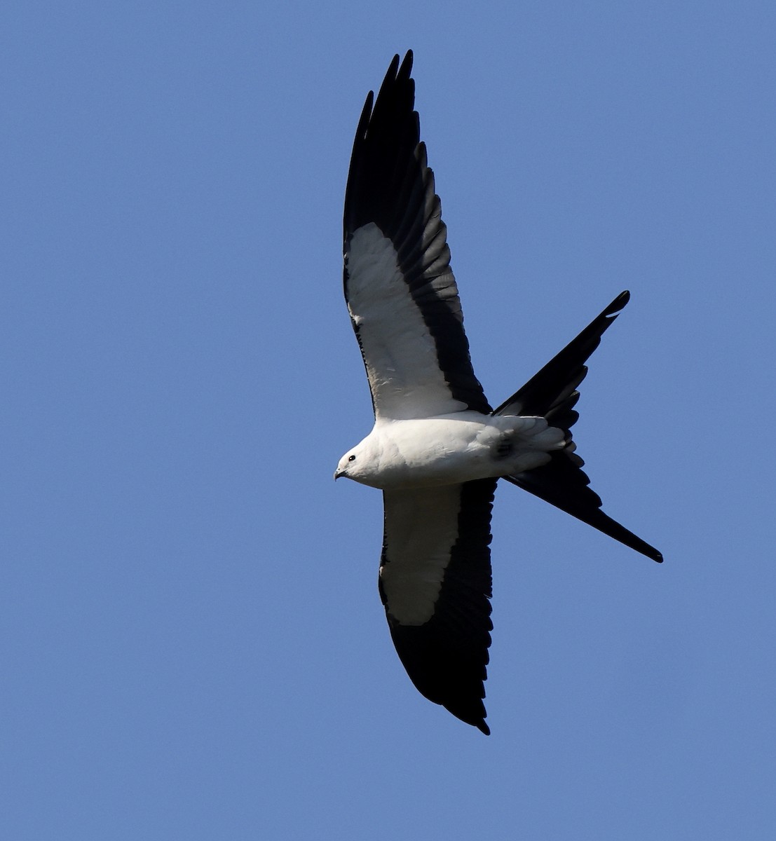 Swallow-tailed Kite - ML616641102