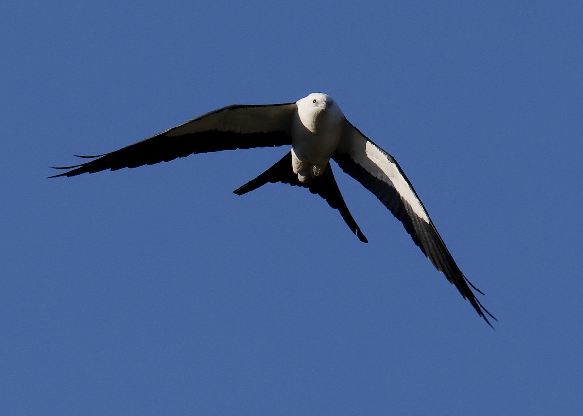 Swallow-tailed Kite - ML616641103