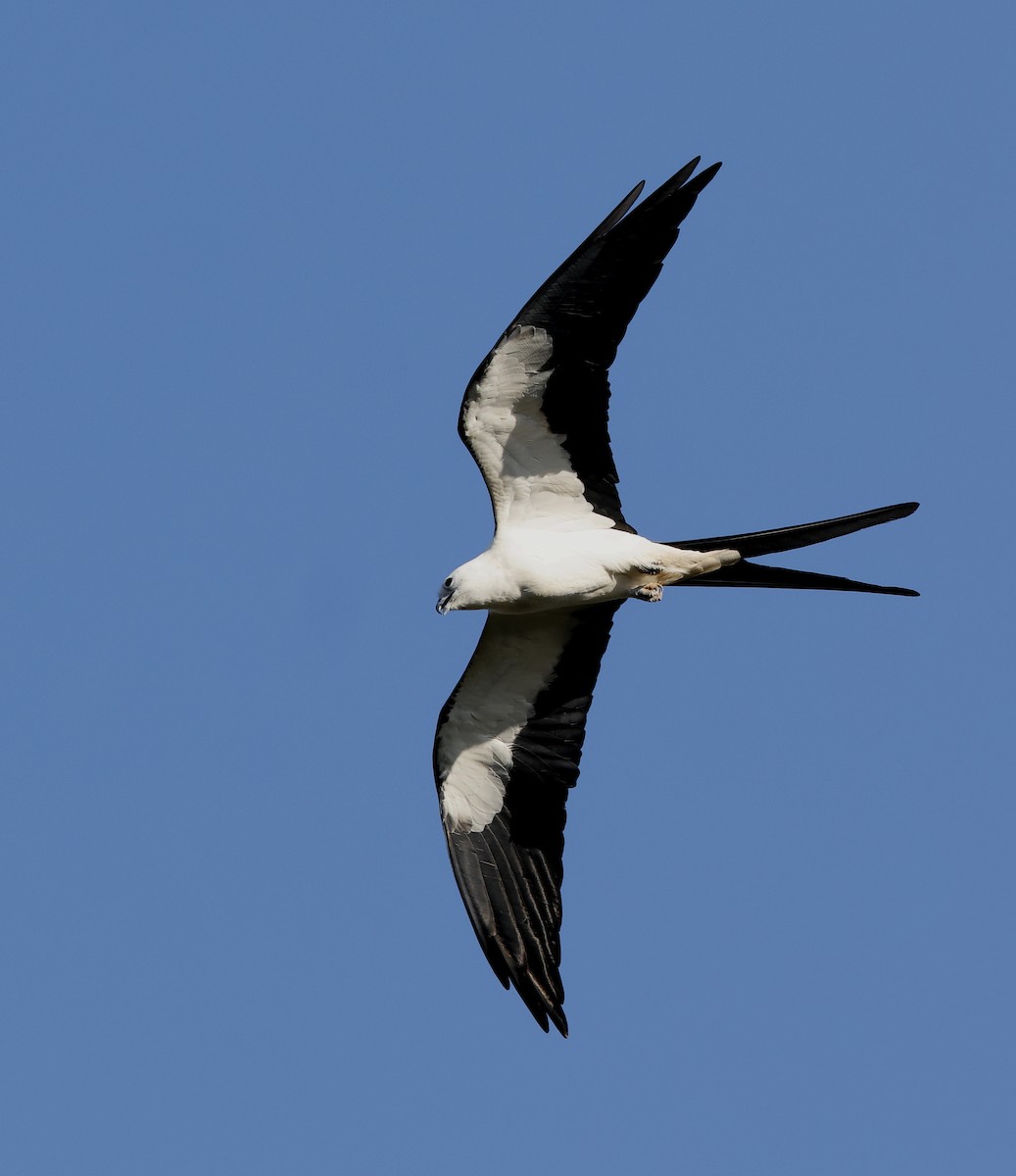 Swallow-tailed Kite - ML616641104