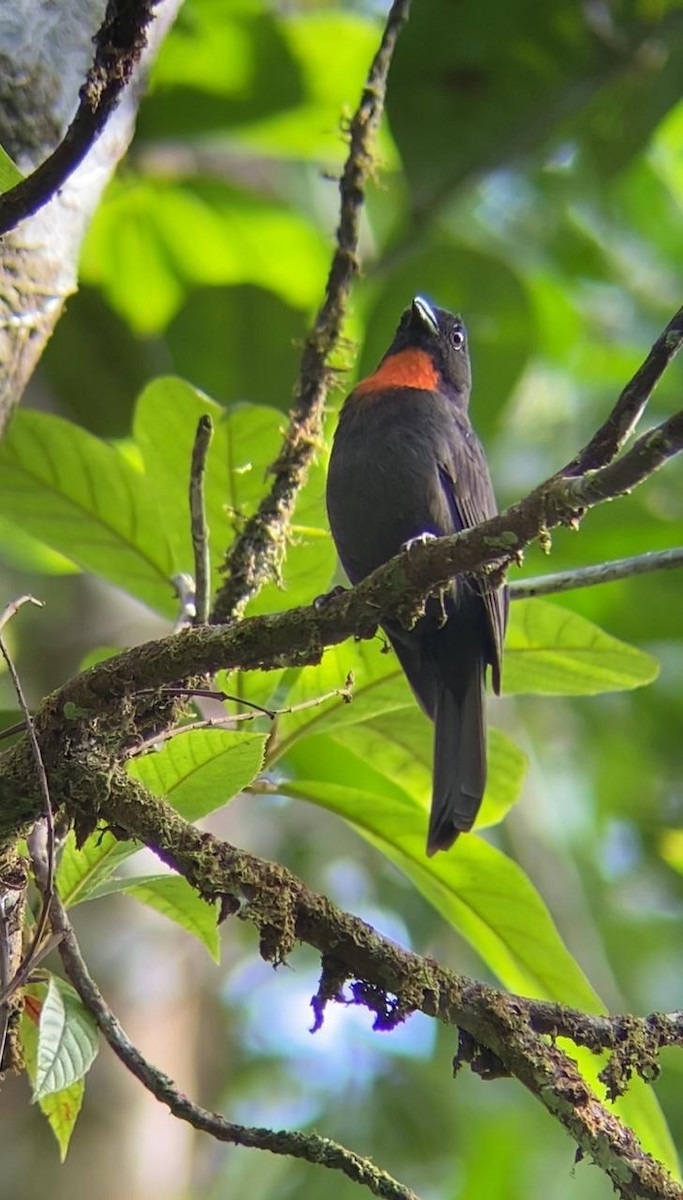 Sooty Ant-Tanager - ML616641114