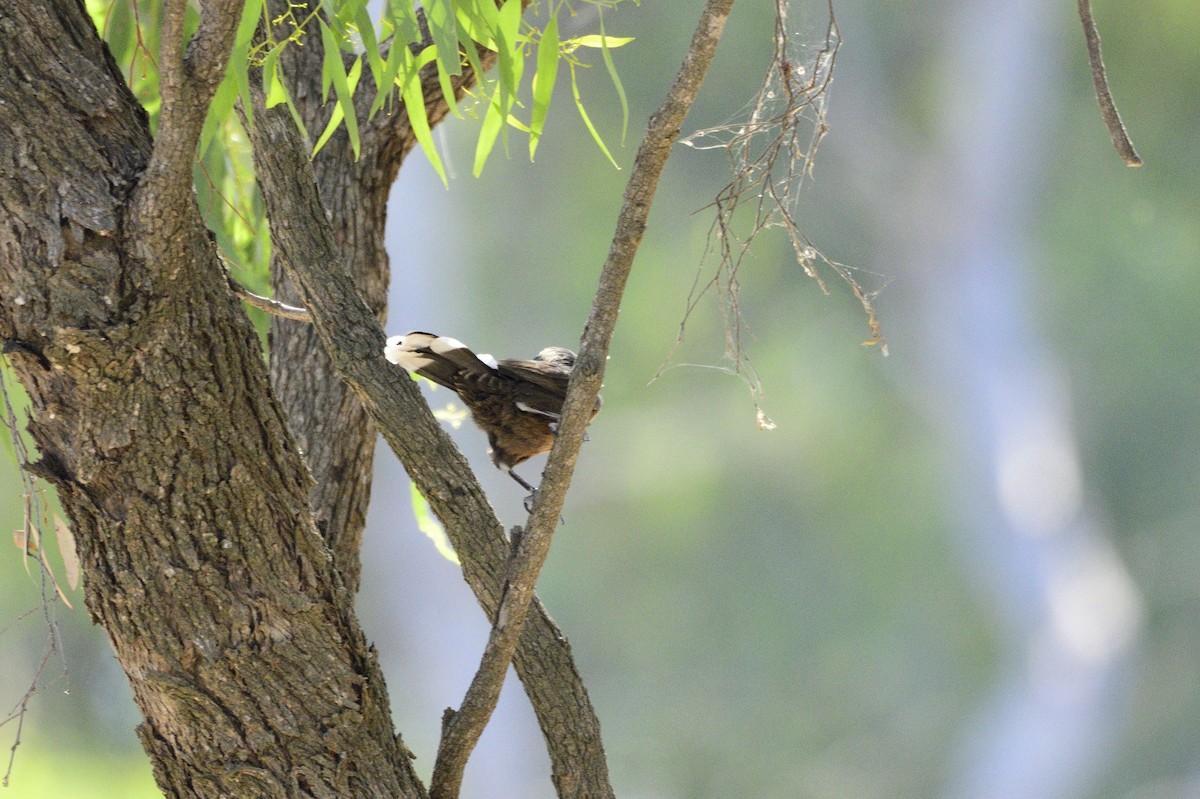 Gray-crowned Babbler - ML616641366