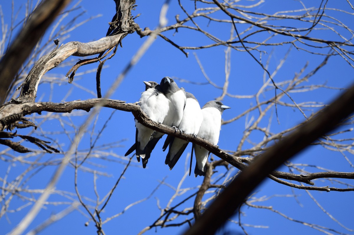 White-breasted Woodswallow - ML616641372