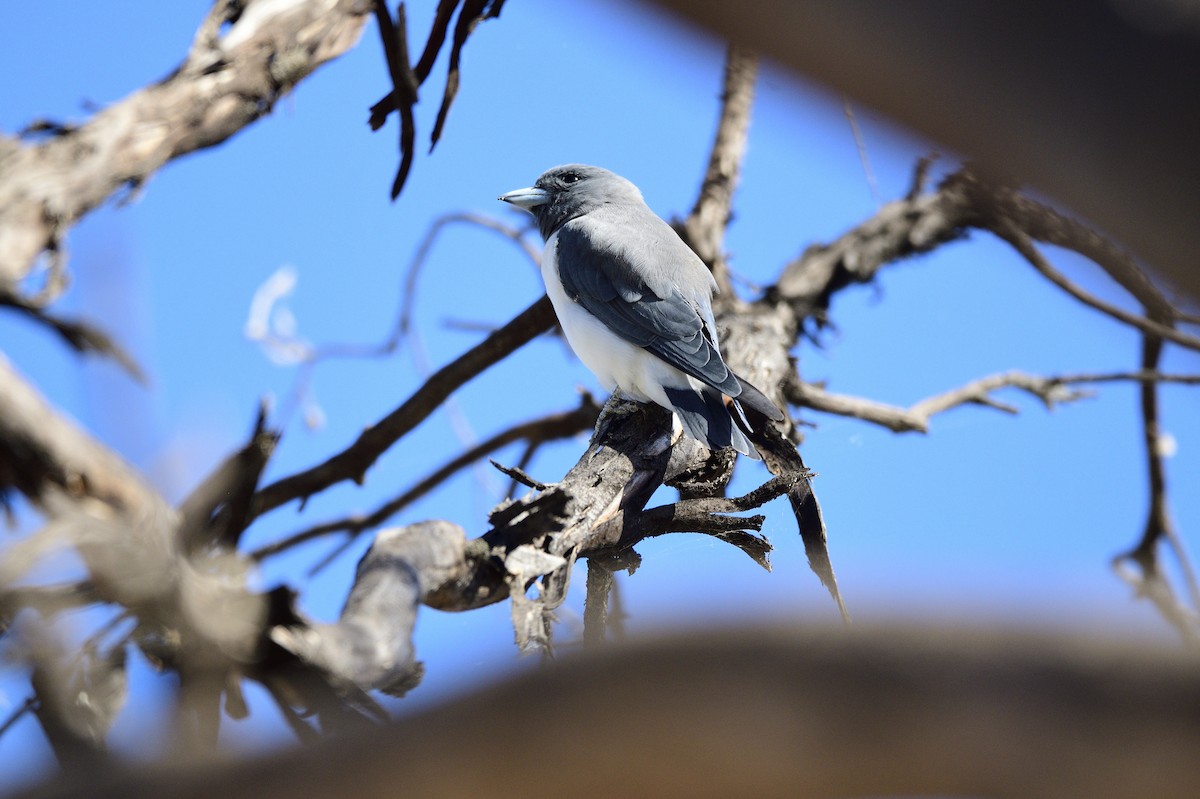 White-breasted Woodswallow - ML616641383