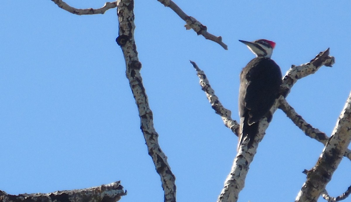 Pileated Woodpecker - ML616641426