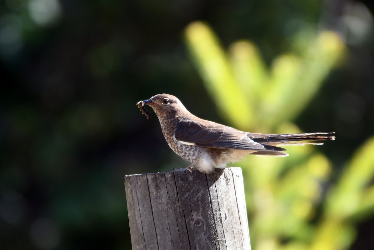 Fan-tailed Cuckoo - Isabel Apkarian