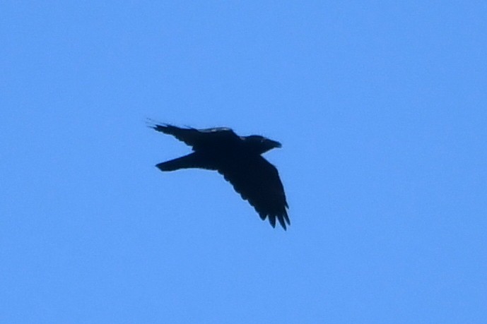 Corbeau de Tasmanie - ML616641593
