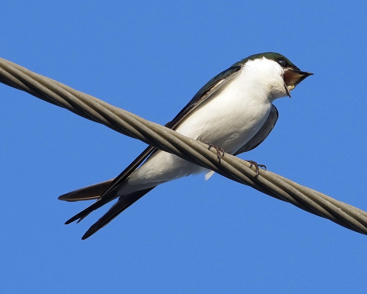 Bahama Swallow - Phil Davis