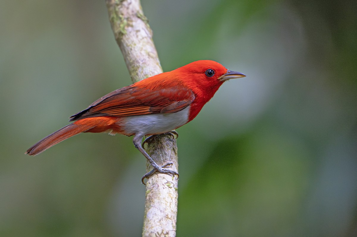 Scarlet-and-white Tanager - Dušan Brinkhuizen