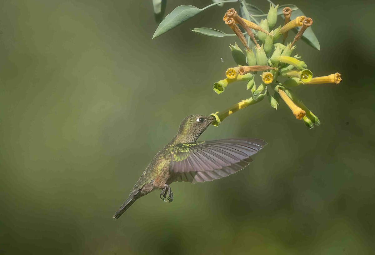 Green-backed Firecrown - ML616641730