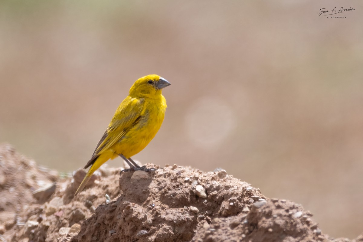 Puna Yellow-Finch - Juan Francisco Arrachea