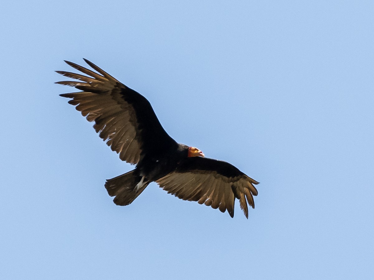 Lesser Yellow-headed Vulture - ML616641904