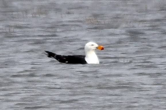 Pacific Gull - Isabel Apkarian