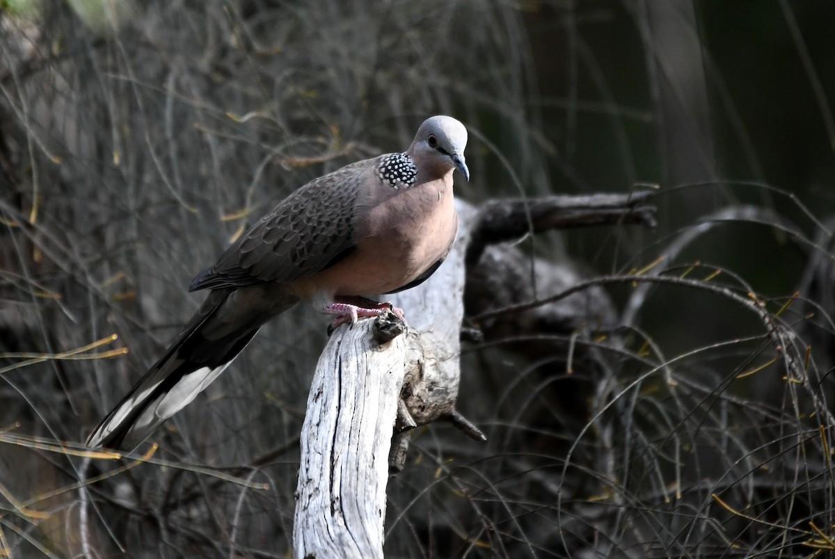 Spotted Dove - Isabel Apkarian