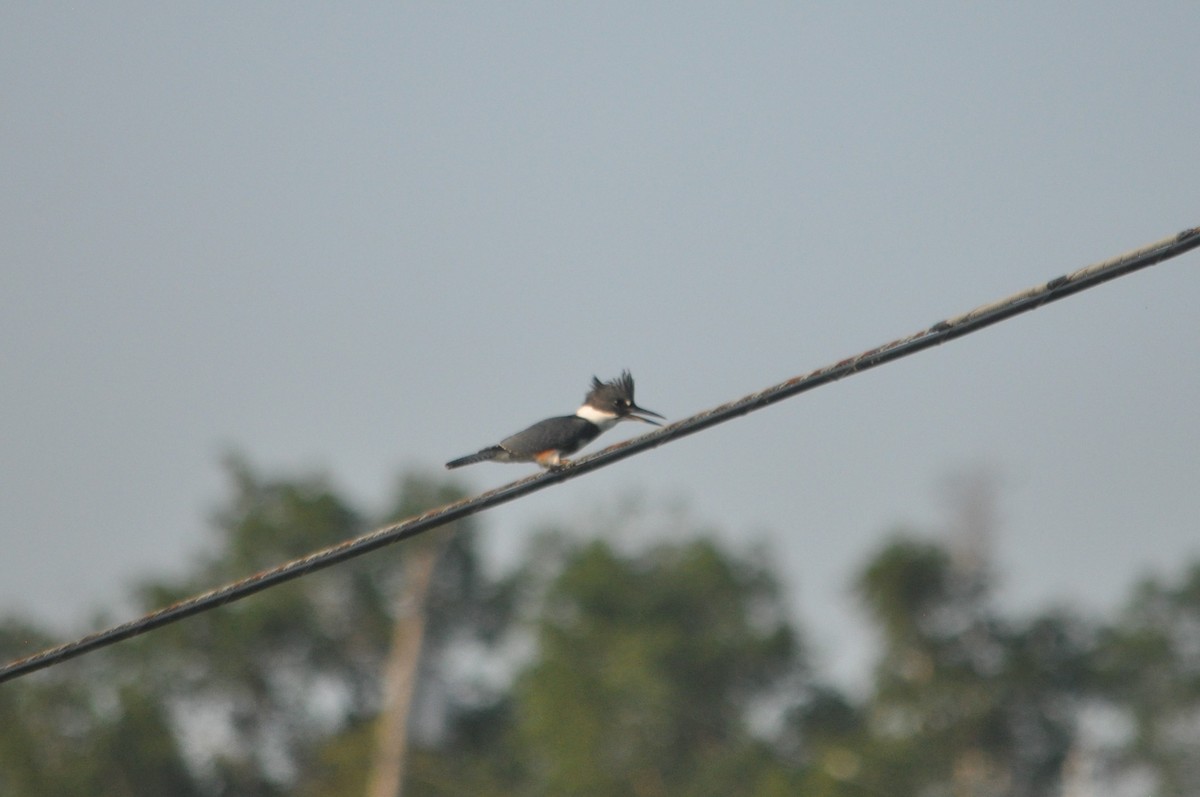 Belted Kingfisher - ML616642087