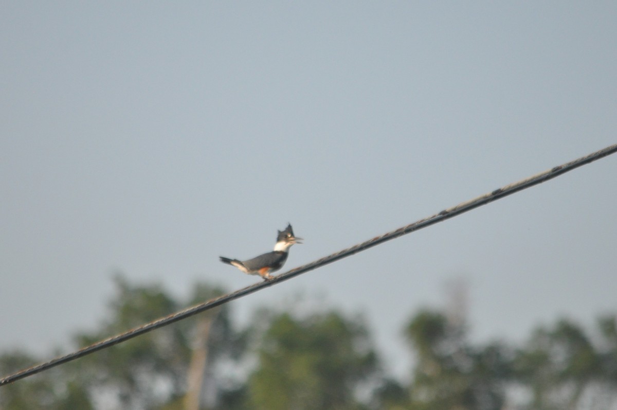 Belted Kingfisher - ML616642108