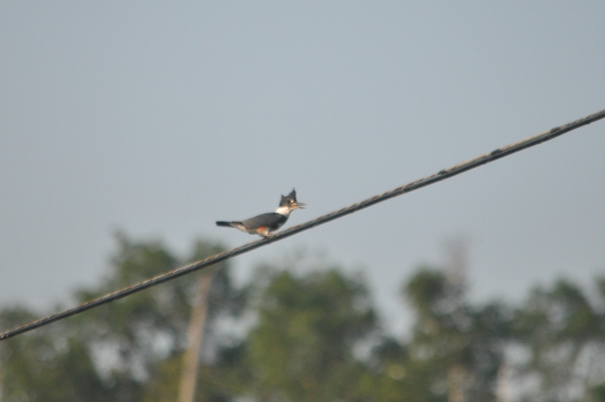 Belted Kingfisher - ML616642127