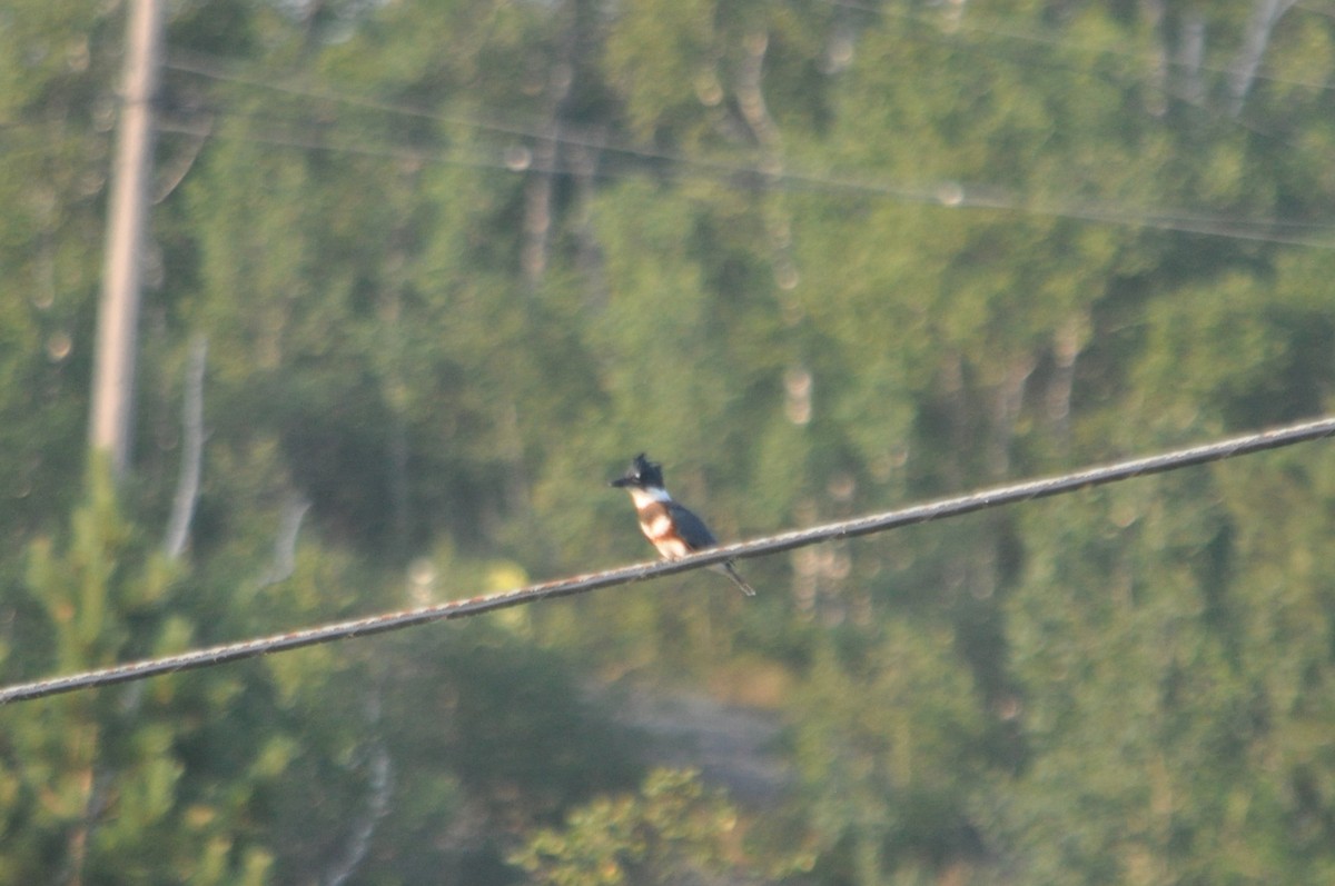 Belted Kingfisher - ML616642146