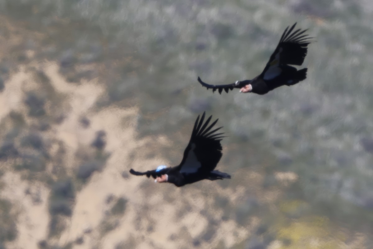 California Condor - ML616642288