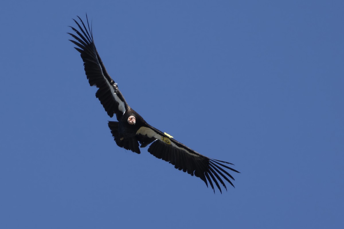 California Condor - ML616642289