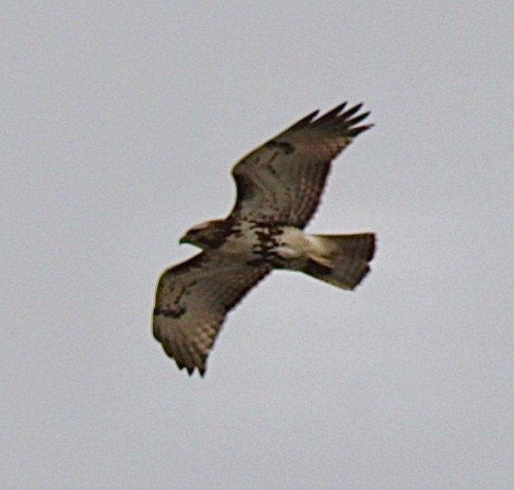 Red-tailed Hawk (borealis) - ML616642292
