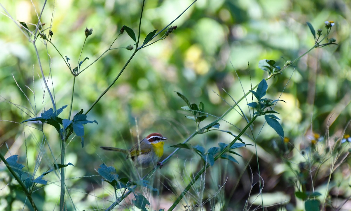 Rufous-capped Warbler - ML616642295