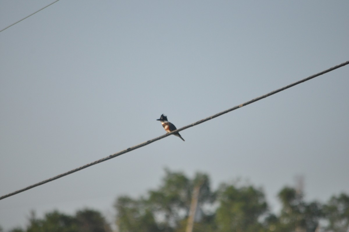Belted Kingfisher - ML616642320