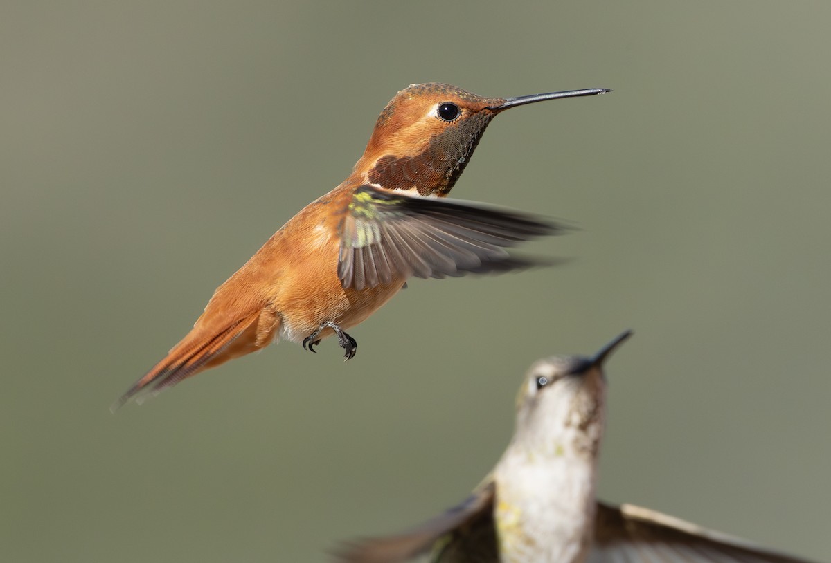 Rufous Hummingbird - Robyn Waayers