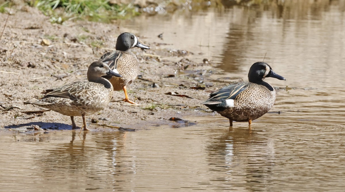 Blue-winged Teal - ML616642336