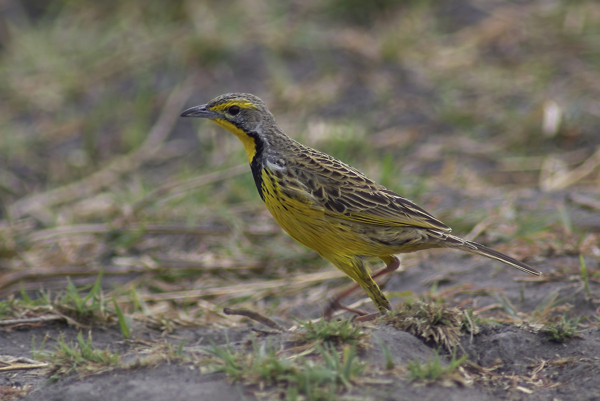 Yellow-throated Longclaw - Roland Bischoff