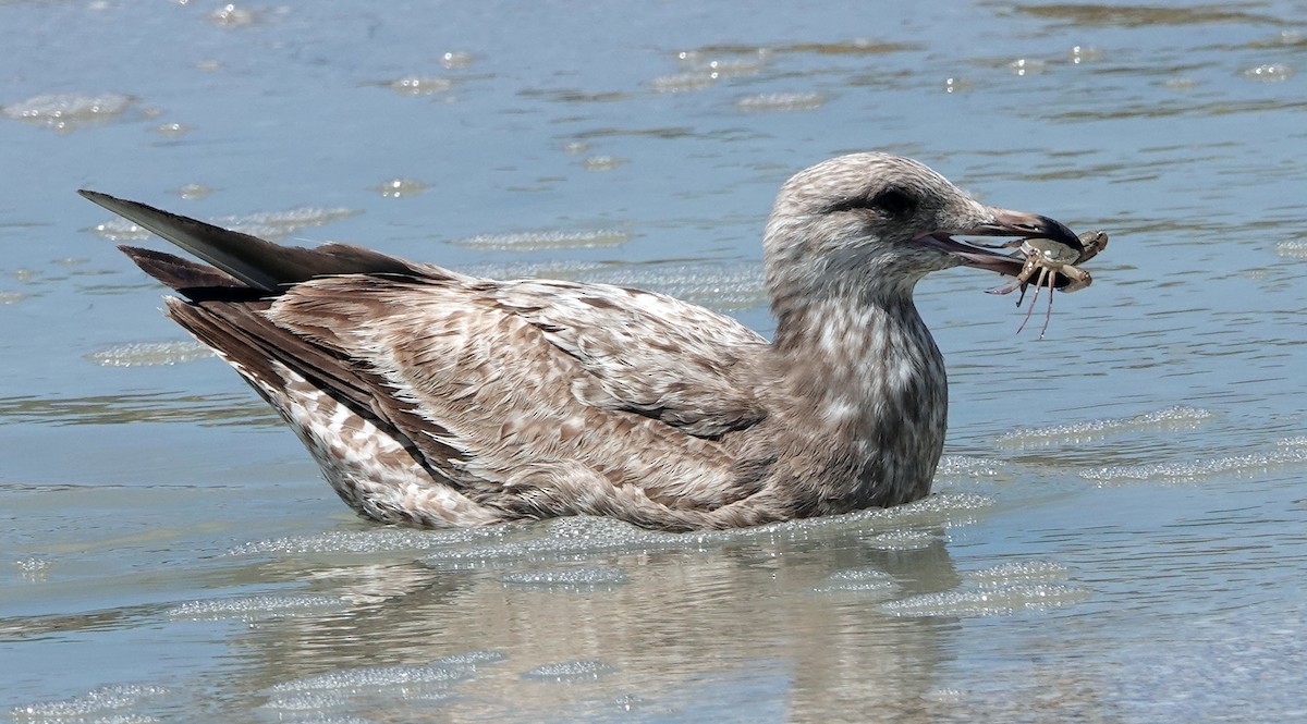 eBird Checklist 29 Mar 2024 Egmont Key NWR 32 species