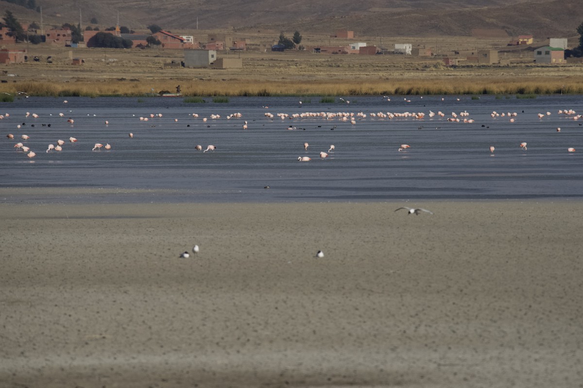 Chilean Flamingo - Debbie Metler