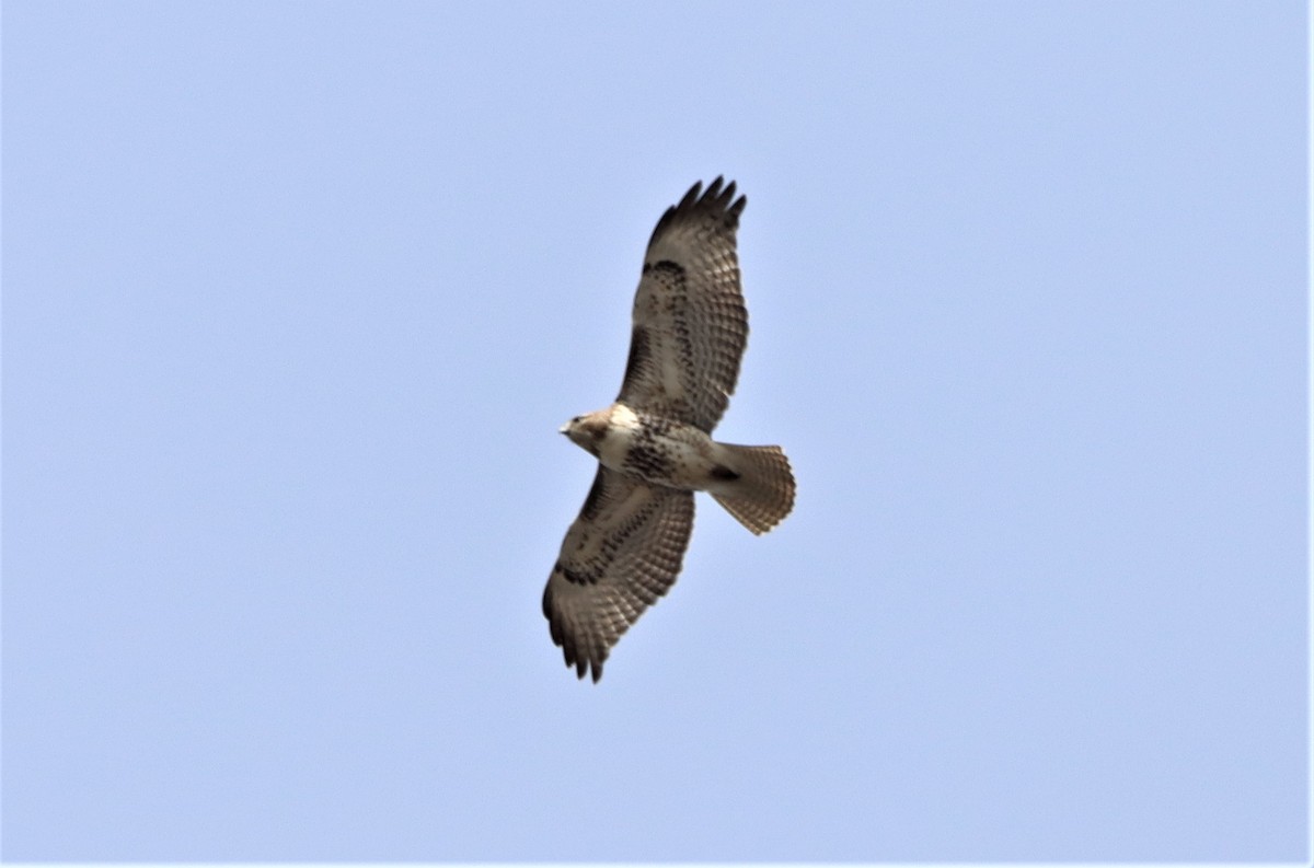 Red-tailed Hawk - ML616642503
