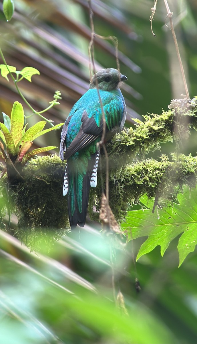 Quetzal resplendissant - ML616642635
