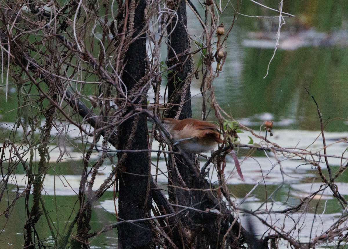 Yellow-chinned Spinetail - ML616642643