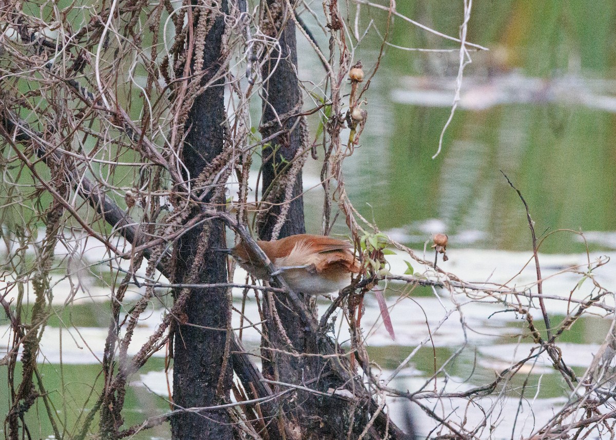 Yellow-chinned Spinetail - ML616642645