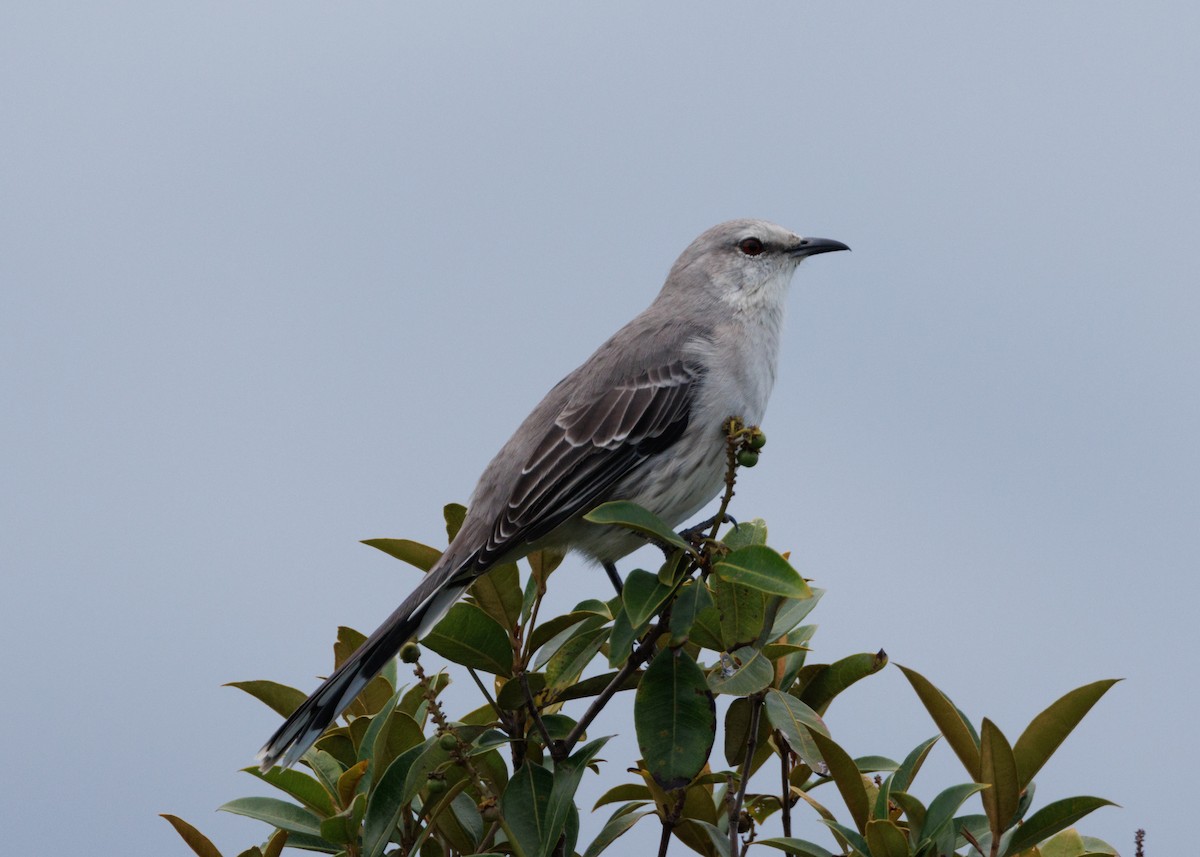 Tropical Mockingbird (Southern) - ML616642734